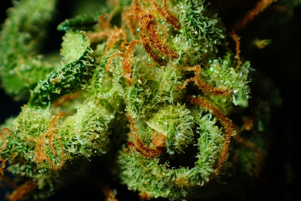 A Beginner’s Guide to Cannabis Strains: Understanding Effects and Choosing Wisely