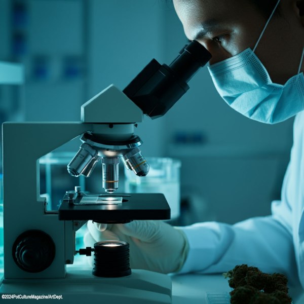 A scientist wearing a medical mask and gloves looks through a microscope in a modern laboratory. The scene is lit with cool blue light, and a small sample of cannabis buds rests beside the microscope on the lab bench. The image conveys cannabis research and scientific analysis. ©2024 Pot Culture Magazine / Art Dept