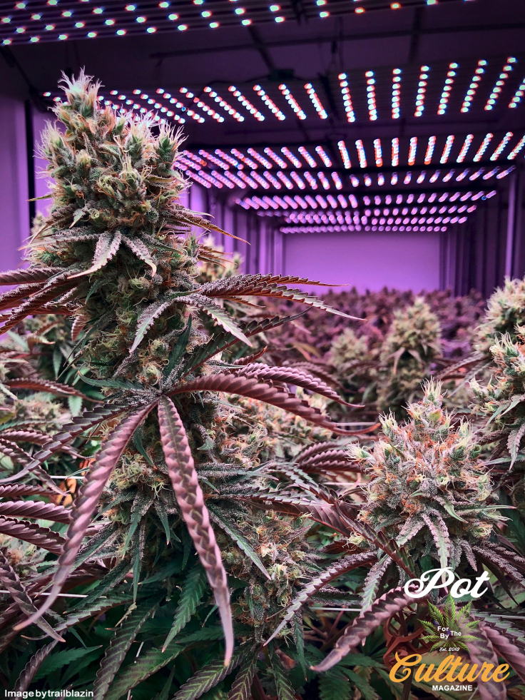 Close-up of mature cannabis plants growing indoors under bright purple LED lights. The buds are dense with trichomes, and the scene is vibrant with shades of green and purple. Pot Culture Magazine branding appears in the bottom right corner