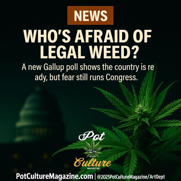 A close-up nighttime scene near the U.S. Capitol, with the dome softly blurred in the background. In the foreground, a vibrant cannabis plant is sharply lit against the dark sky. Above it, bold headline text reads “NEWS — Who’s Afraid of Legal Weed?” with a sub-headline about a new Gallup poll. The Pot Culture Magazine branding appears along the bottom.