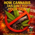 Feature image illustrating cannabis and gun rights, showing a handgun overlaid with green cannabis leaves inside a red prohibition symbol, set against a distressed American flag background. Bold headline reads “How Cannabis Can Cost You Your Gun,” representing the legal conflict between cannabis use and firearm ownership in the United States. PotCultureMagazine.com ©2025 Pot Culture Magazine Art Dept.
